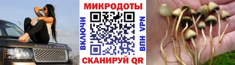 Галлюциногенные грибы Cubensis Яхрома